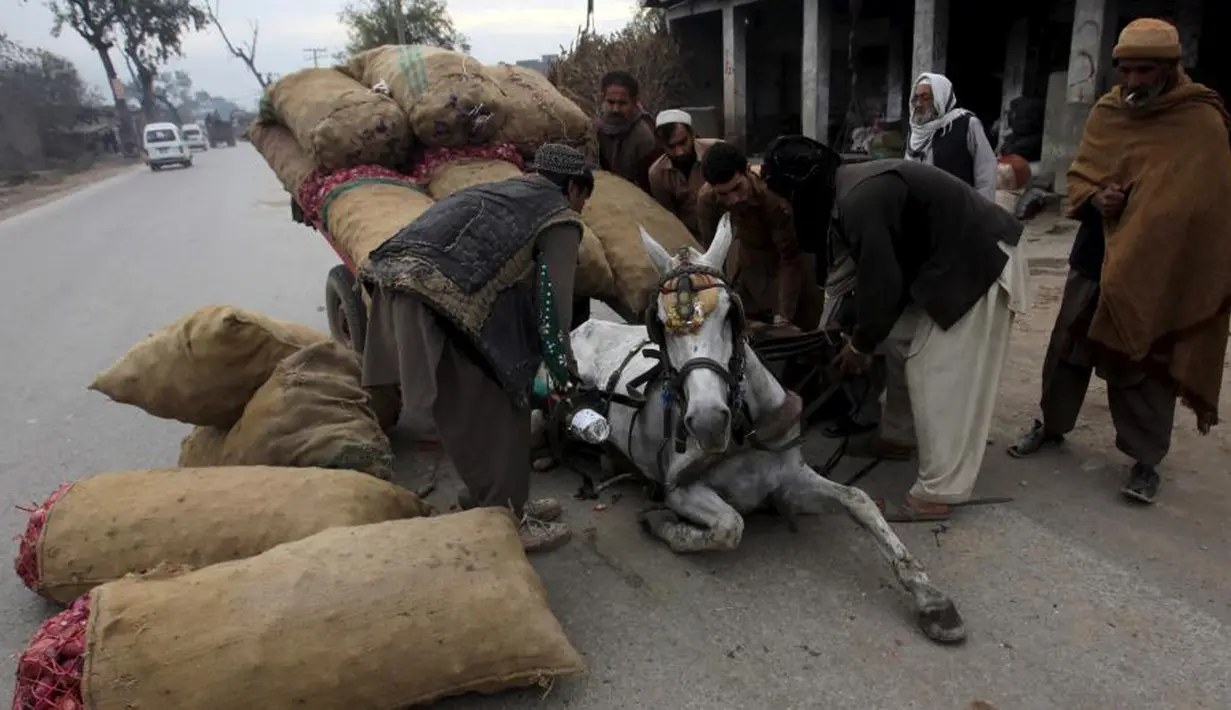 Seekor kuda terjatuh akibat kelebihan muatan, Pakistan (25/11/2015). (REUTERS / Fayaz Aziz)