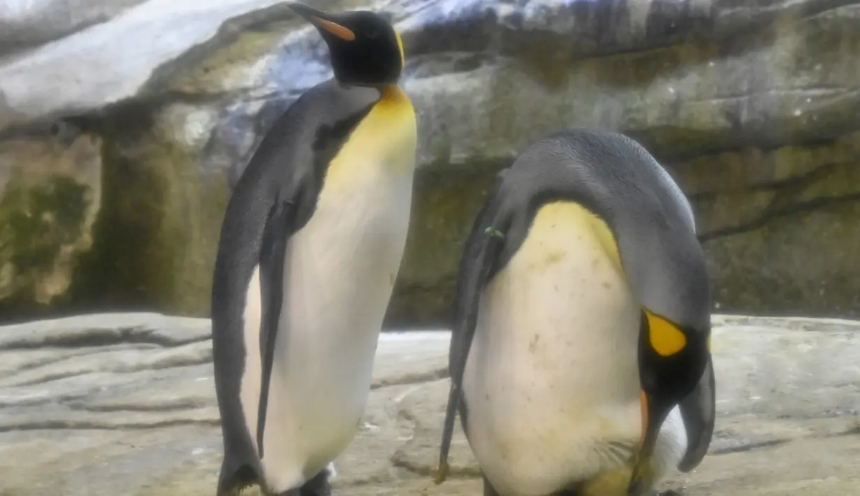Seekor Penguin raja jantan, Skipper (kanan) dan pasangan sejenisnya, Ping terlihat dalam kandang mereka di Kebun Binatang Berlin, Jerman, Kamis (15/8/2019). Salah satu penguin jantan itu mengerami telur layaknya penguin betina, sedangkan pasangannya bertugas mencari makan. (Tobias SCHWARZ/AFP)