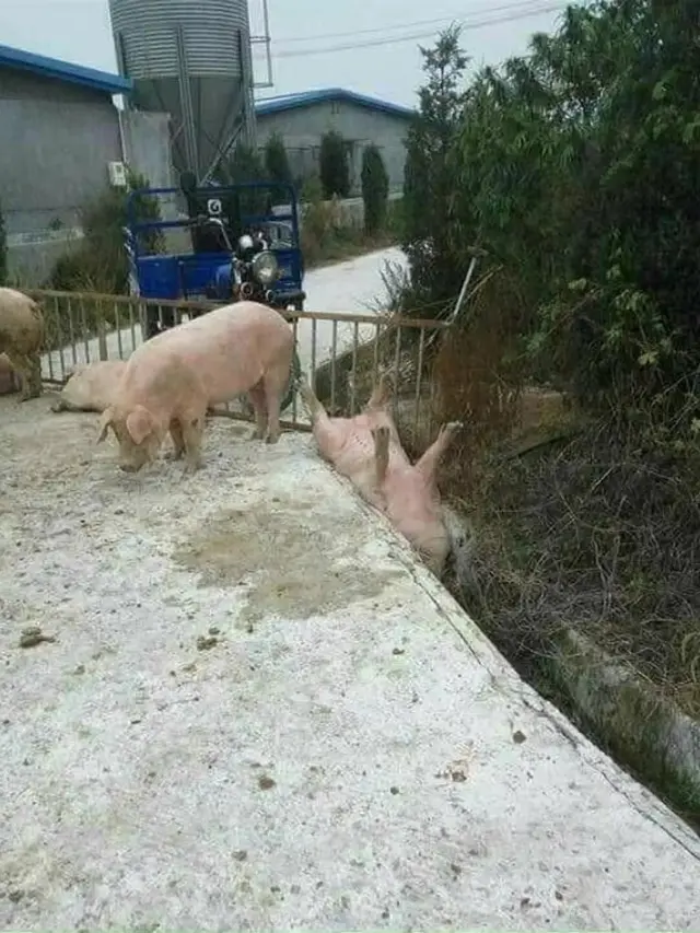 8 Potret Lucu Hewan Terjebak Ini Pasang Muka Melas, Bikin Kasihan