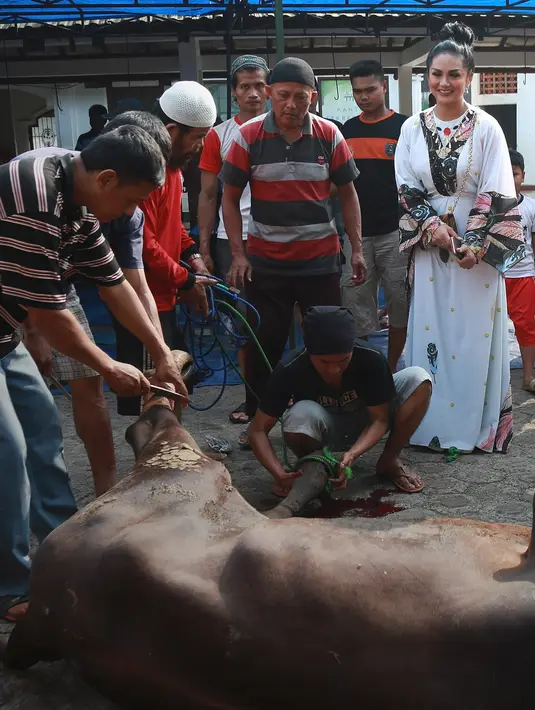 KD mengaku sang suami lebih dulu memotong hewan kurban di tanah kelahirannya, Timor Leste. Saat ditemui menyaksikan kurbannya yang akan disembelih, ia mengaku sedih. Lantaran sejak beli, ia memantau makanan hewan kurbannya. (Bambang E Ros/Bintang.com)