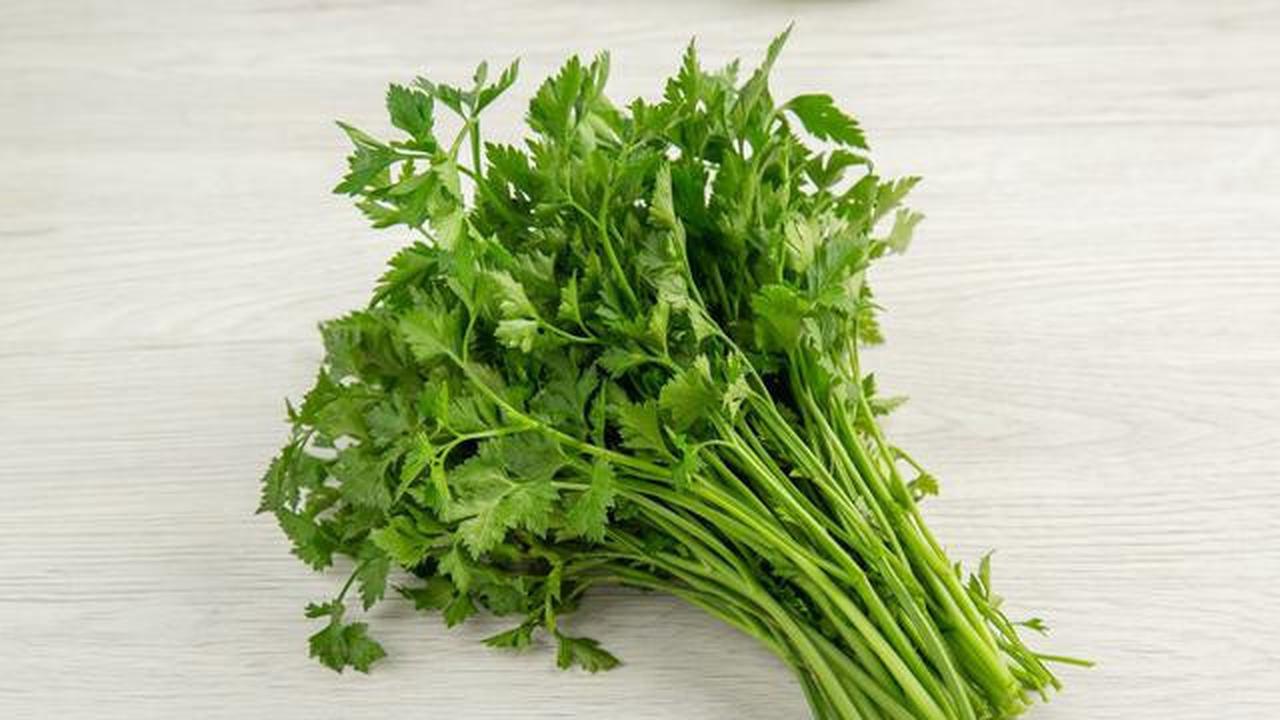 Manfaat Daun Salam, Seledri, dan Kemangi: Lebih dari Sekadar Bumbu Masak