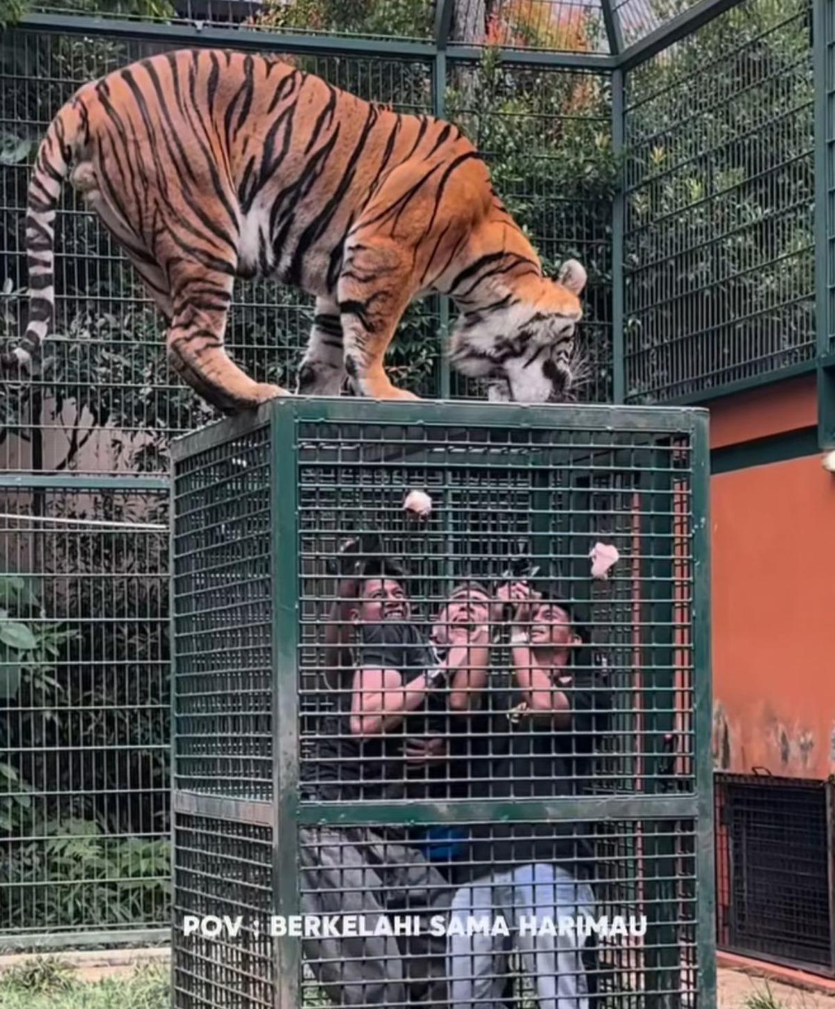 Aisar Khaled Panik Masuk Kandang Harimau Alshad Ahmad, Ekspresi Lucunya Bikin Netizen Ngakak!