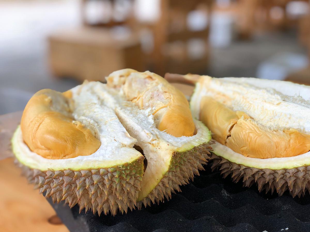 Perbezaan Anak Pokok Duri Hatam Dan Musang King