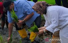 Dukung Ketahanan Pangan, Legislator Jabar Dorong Peningkatan Panen Petani Cirebon Tiga Kali Setahun