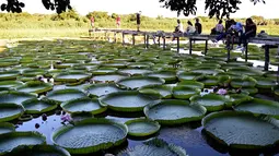 Orang-orang mengamati bunga lili raksasa (Victoria cruziana) di Sungai Paraguay, di Piquete Cue, utara Asuncion, pada Minggu (18/4/2021). Bunga lili raksasa tersebut muncul setiap tiga sampai empat tahun dalam jumlah dan ukuran yang besar. (Norberto DUARTE / AFP)