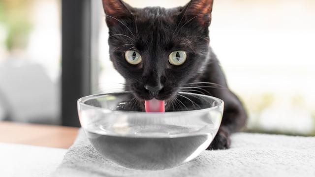 Cat Drinking