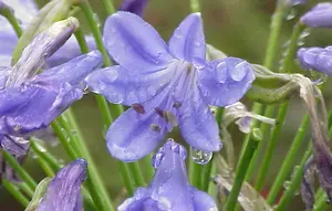 7 Tanaman Hias dengan Bunga Berwarna Biru, Percantik Fasad Rumah