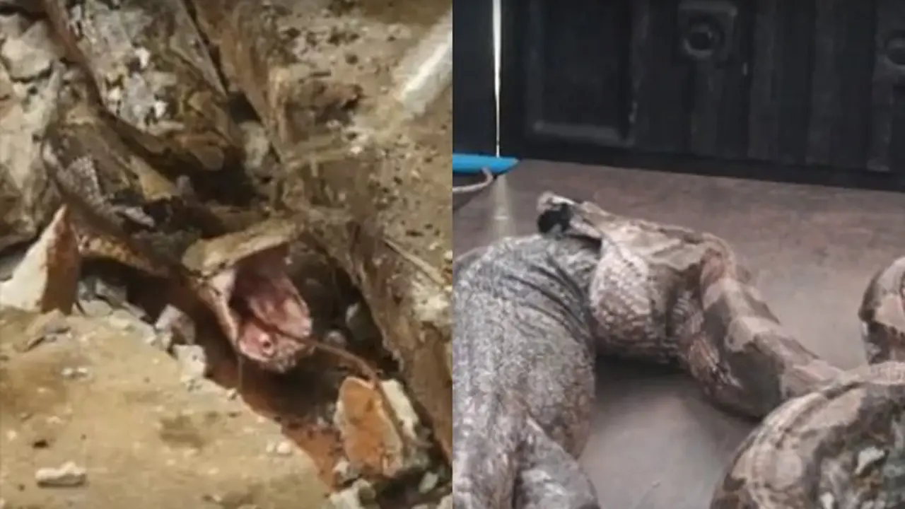 Detik-Detik Ular Piton Muntahkan Biawak Raksasa yang Ditelan