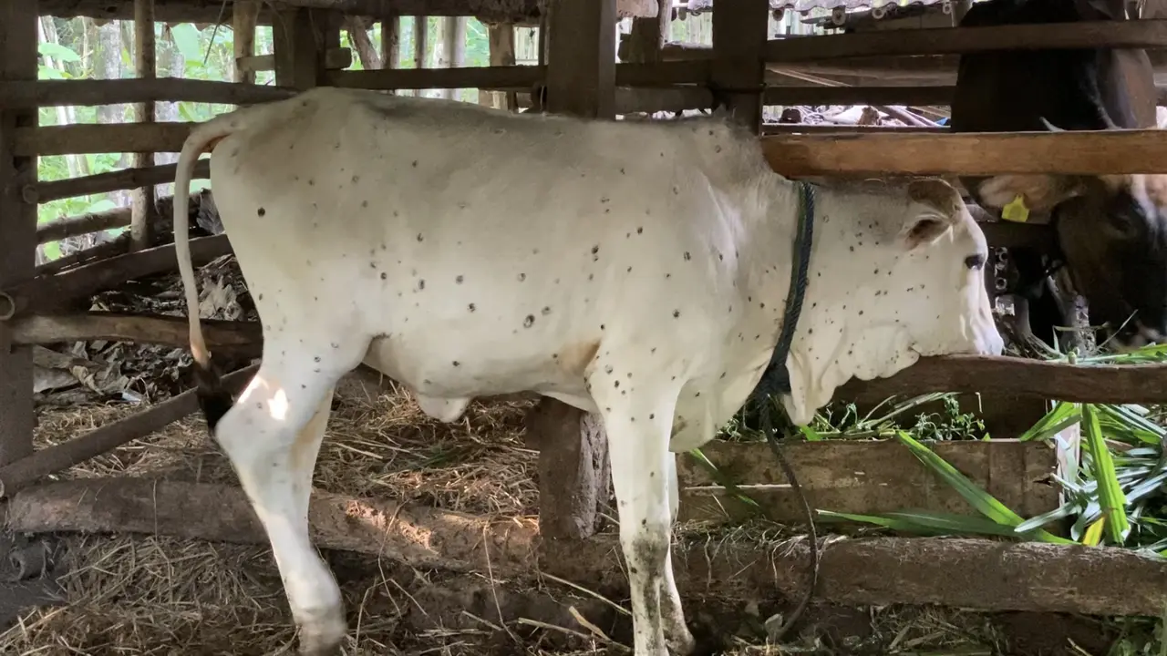 Salah satu sapi milik warga yang terserang penyakit LSD