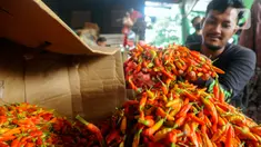 Pedagang memilah cabai merah dan cabai rawit di Pasar Induk Keramat Jati, Jakarta, Kamis (30/11/2023). Harga cabai rawit merah di Pasar Induk Keramat Jati mengalami kenaikan dari Rp 65.000 per kilogram menjadi Rp 85.000 per kilogram. (merdeka.com/Arie Basuki)