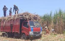 Kejar Target Swasembada Gula, Lahan Karet Tak Produktif Kini Dimanfaatkan untuk Tanaman Tebu