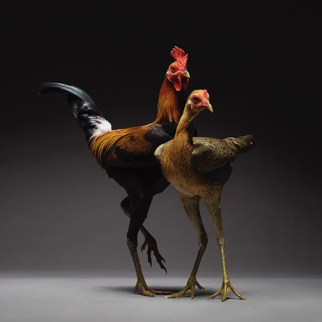 Gaya Ayam Saat Pemotretan Bertema Couple and Love (sumber: instagram/chicken_ph)