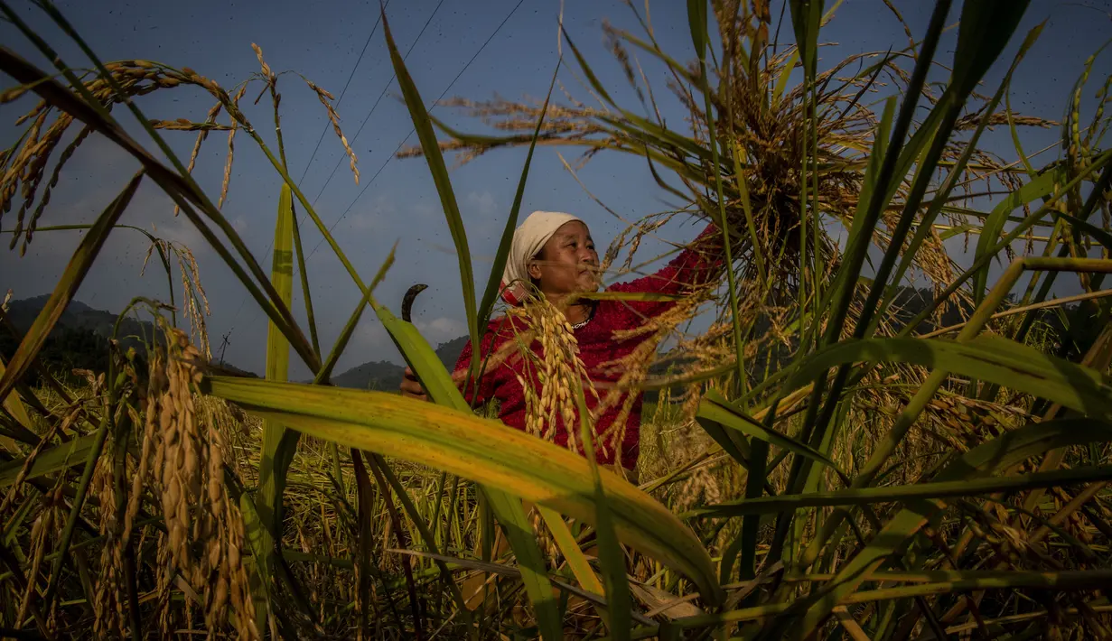 Seorang wanita etnis Khasi memotong tanaman padi di desa Umwang, di sepanjang perbatasan negara bagian Assam-Meghalaya, India, Rabu (27/10/2021). Lebih dari 60 persen dari 1,3 miliar warga India bertani. (AP Photo/Anupam Nath)