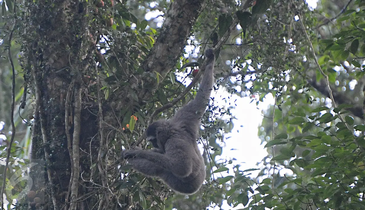 Seekor Owa Jawa berhasil  diabadikan gambarnya di Taman Nasional Gunung Pangrango, bohor, Jawa Barat, (24/11). Yayasan Owa Jawa bersama  PT Pertamina EP juga melakukan konservasi bagi hewan yang terancam punah tersebut. (Liputan6.com/Herman Zakharia)