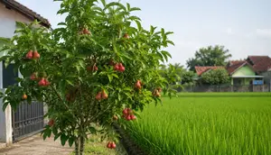Pohon Buah yang Tidak Mengganggu Pertumbuhan Padi di Sawah (AI)