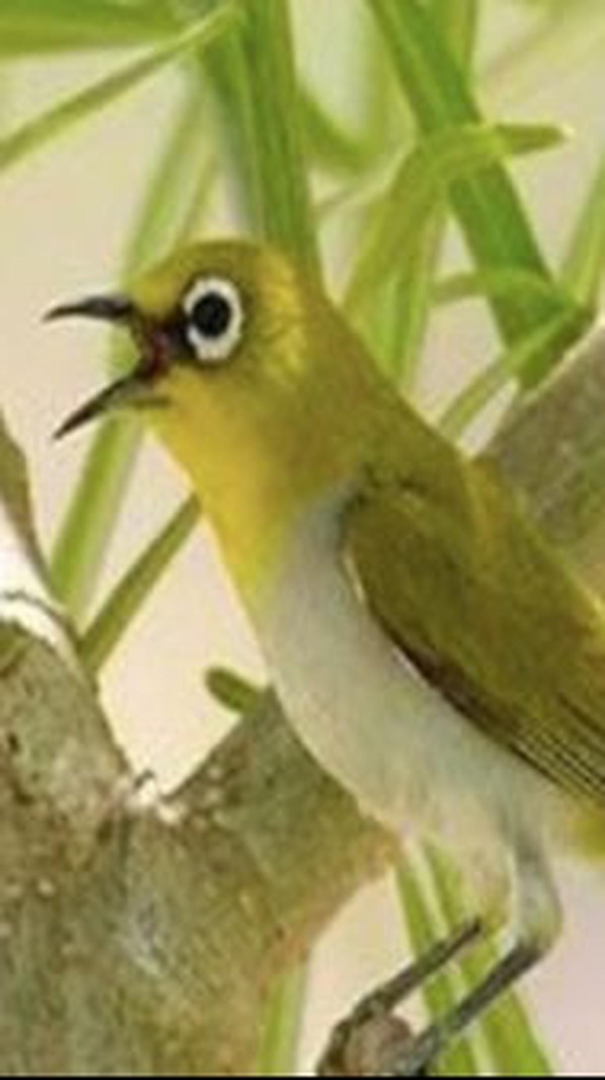 10. Pleci Montanus<br>