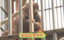 Orangutan Jennifer dan Hayato: Simbol Persahabatan Indonesia-Jepang dalam Konservasi Satwa