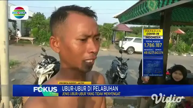 Ribuan ubur-ubur terlihat mengambang di permukaan air di sekitar Pelabuhan Tanjung Tembaga, dan Pelabuhan Perikanan Mayangan, Probolinggo, Jawa Timur. Ubur-ubur ini diperkirakan berjenis Acromitus Flagellatus atau ubur-ubur mangrove sungai yang tidak...