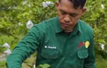 Raih Omzet Rp60 Juta per Bulan, Intip Kisah Sukses Petani Jambu Kristal di Kabupaten Kampar Riau