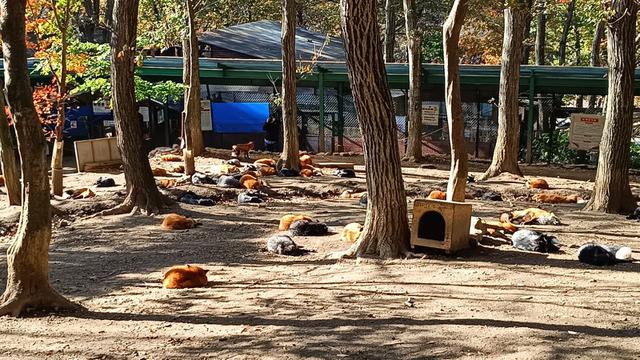 Kawanan rubah di Zao Fox Village