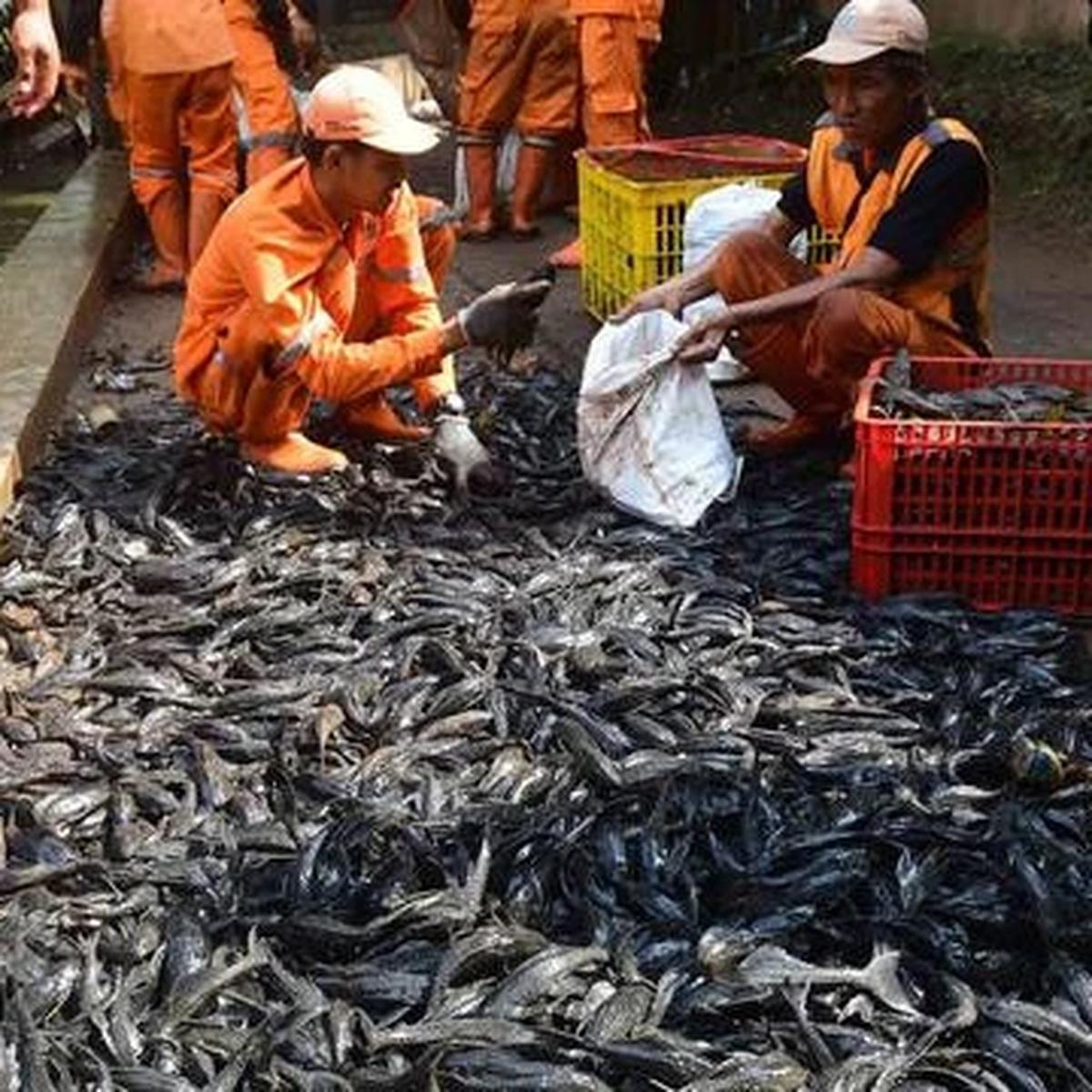 Operasi Ikan Sapu-Sapu di Setu Babakan, Total 3 Ton Ikan Terjaring dalam Tiga Jam
