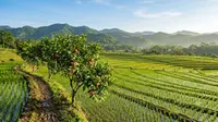 7 Pohon Buah yang Cocok Ditanam di Pematang Sawah Sempit, Tidak Mengganggu Tanaman Padi