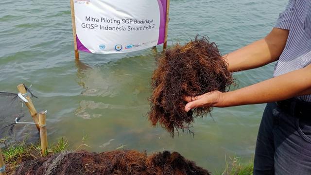 <span>Koperasi Mina Agar Makmur, produsen rumput laut binaan Subholding Upstream Regional Jawa Bagian Barat Field Tambun.</span>