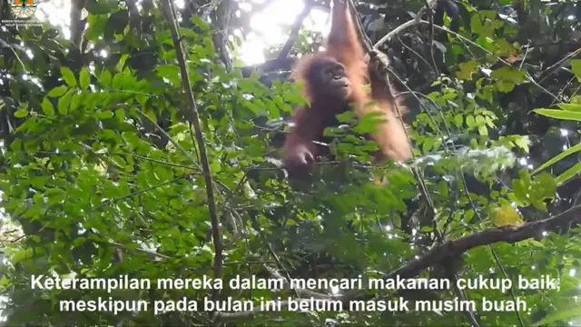 Kisah Siti dan Sudin Si Anak Orang Utan Sumatera Korban Perdagangan Ilegal Belajar Hidup di Sekolah