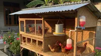 Ide Usaha Ternak Modal Kecil di Yogyakarta, Cuan dalam Mingguan