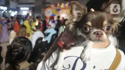 Anjing-anjing yang meramaikan pesta ulang tahun Jesslyn dan Rocky ini hadir dengan berbagai kostum lucu ala karakter Disney. (merdeka.com/Imam Buhori)