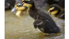 Bayi bebek lucu asyik bermain di Taman Sieversdorf, Jerman Timur, Rabu (14/05/2014) (AFP photo/Patrick Pleul)