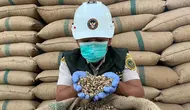 Tembus Pasar China hingga Italia, UMKM Kopi Lampung Genjot Hilirisasi