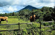 Daftar Negara dengan Populasi Sapi & Kambing Terbanyak di Dunia, Ada Indonesia?