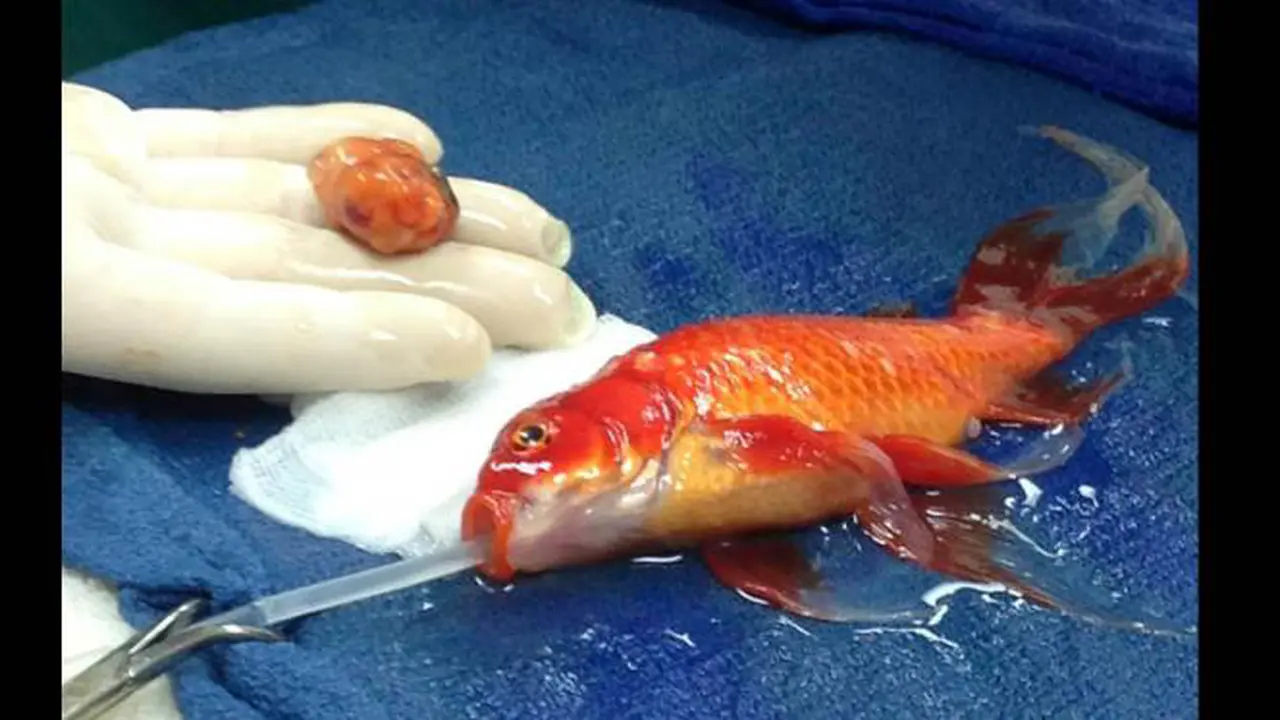 Ikan Jalani Operasi Tumor otak