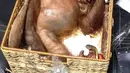 Anak orangutan terlelap di sebuah kotak rotan usai diselamatkan di Bandara Internasional Ngurah Rai, Bali (23/3). Anak orangutan ini dibius dengan cara diberikan tablet bius yang dicekoki melalui spuit dengan kerja obat selama 2 atau 3 jam. (AFP Photo/Badan Konservasi Sumber Daya Alam Bali)