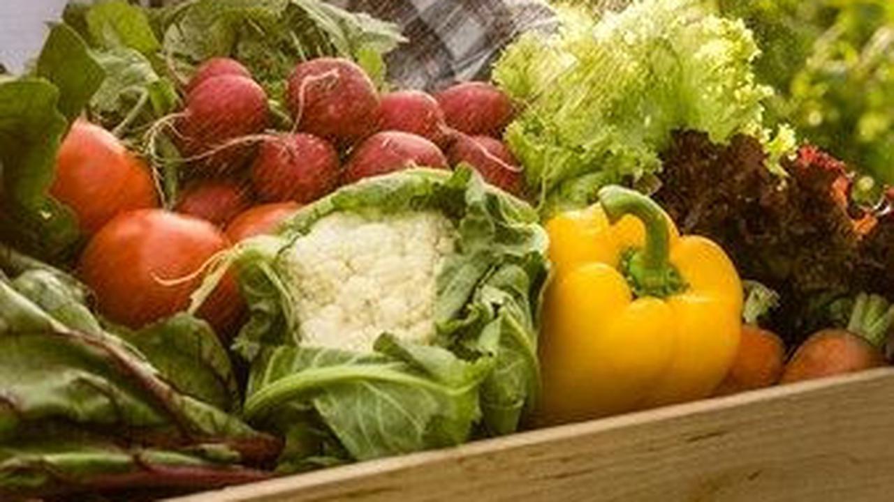 Perbedaan Budidaya Produk Organik dan Konvensional