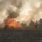 Kebakaran hutan dan lahan (karhutla) melanda&nbsp;Taman Nasional Way Kambas di Lampung. (dok. tangkapan layar Instagram @btn_waykambas/https://www.instagram.com/p/Cx7JtBIPsT0/)