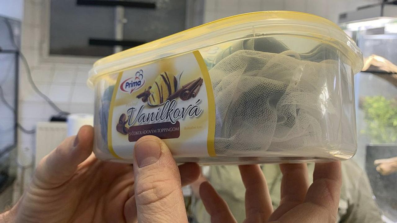 Bunglon yang diselundupkan di Wina, Austria dalam kaus kaki dan kota es krim di koper. (Tiergarten Schönbrunn/Anton Weissenbacher via AP)