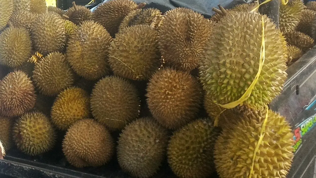 Siapa berani menjajal kesaktian menendang durian-durian berkulit tajam ini?. (Foto: Liputan6.com/Muhamad Ridlo)