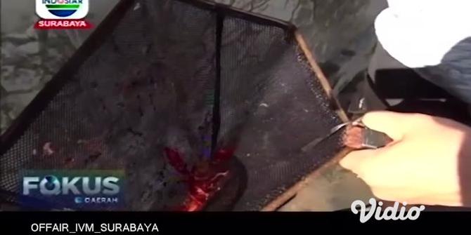 VIDEO: Warga Sidoarjo Sukses Budidaya Lobster Hias Air Tawar