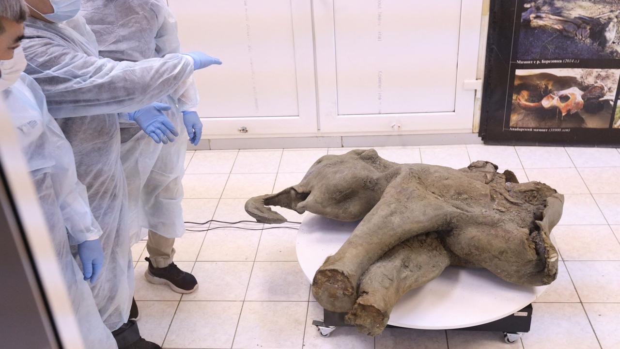Bayi Mammoth Ditemukan di Bawah Salju Abadi Yakutia
