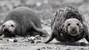 Anjing laut abu-abu jantan mengusir anjing laut abu-abu jantan lainnya di pantai Pulau Helgoland, Jerman, 4 Januari 2020. Saat musim kawin dimulai, para pejantan akan berkompetisi mendapatkan betina dengan adu kekuatan dengan pejantan lainnya. (John MACDOUGALL/AFP)