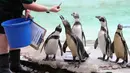 Petugas memberikan ikan kepada penguin selama penimbangan tahunan Kebun Binatang London, Kamis (23/8). Kebanyakan hewan ditimbang dan diukur tingginya dengan diumpan menggunakan makanan yang ditaruh disekitar alat pengukur. (Daniel LEAL-OLIVAS/AFP)