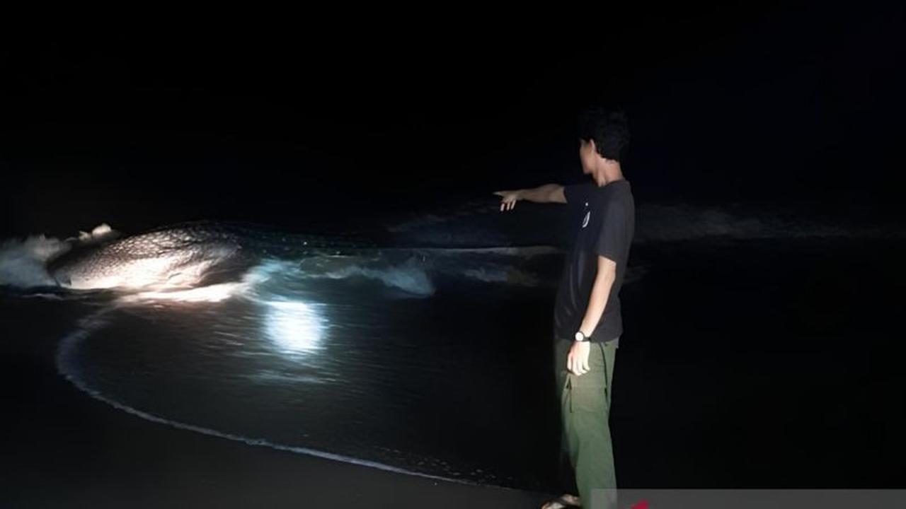BKSDA Luruskan Kabar Hiu Paus Terdampar di Bima, Ternyata Selamat!