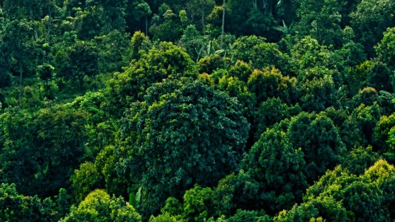 Sinar Laser Ungkap Kota Kuno Bangsa Maya Tersembunyi di Bawah Hutan, Ada Piramida dan Lapangan Bola