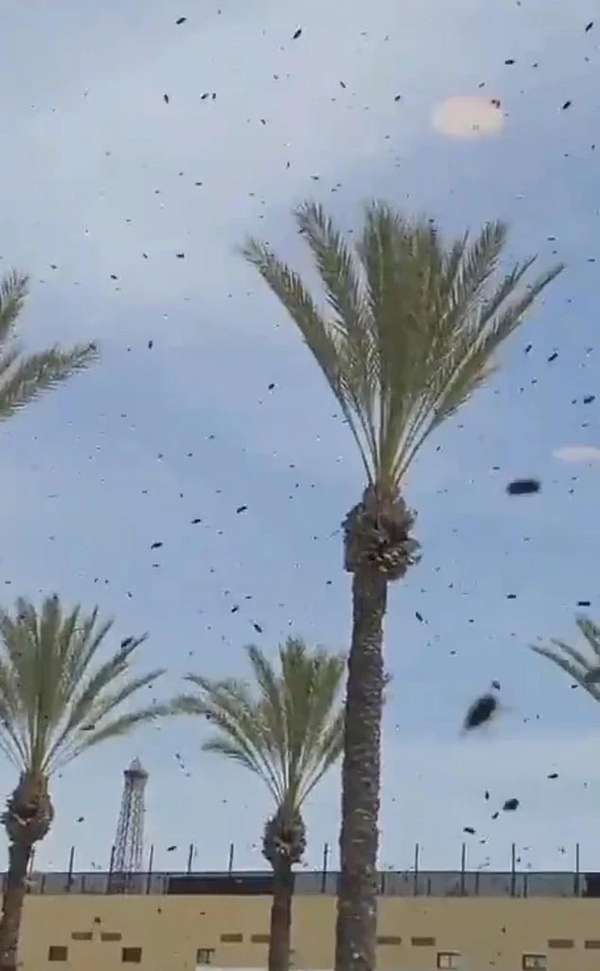 lebah di langit tel aviv