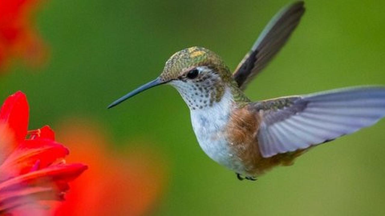 Ini alasan mengapa burung bisa terbang menurut penelitian