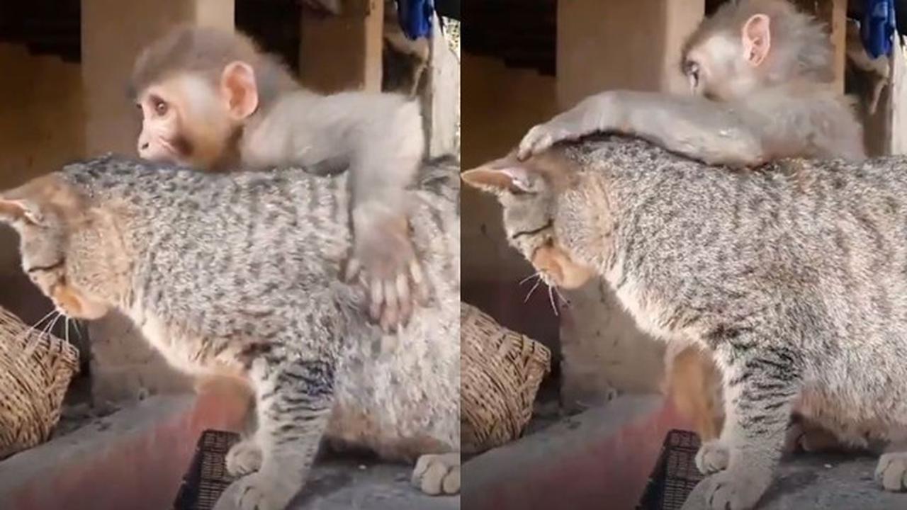 Langka, Persabahabatan Antara Monyet dan Kucing Ini Bikin Gemas Netizen