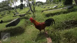 Seekor ayam berada di sekitar makam TPU Karet Bivak, Jakarta, Senin (27/2). Dinas Kehutanan DKI Jakarta mengalokasikan dana Rp100 miliar untuk membenahi sekaligus menambah lahan pemakaman pada 2017. (Liputan6.com/Immanuel Antonius)