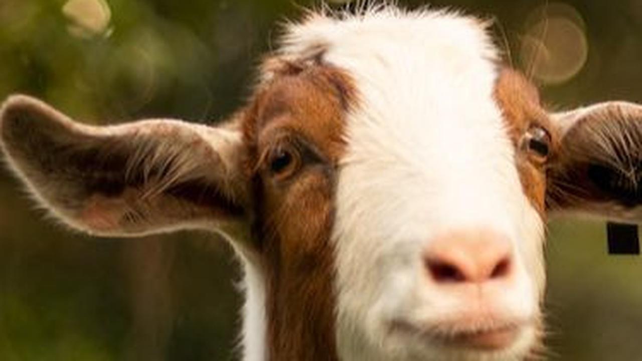 Bagaimana Jika Kurban satu Ekor Kambing untuk Satu Keluarga?<br>